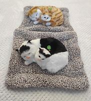 "Кошка с котенком" во Иркутске